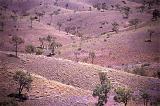 sporadic trees and rolling hills of red soil