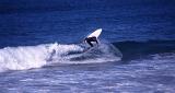surfer on one of sydneys eastern beaches