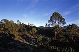 gum trees and mount ossa