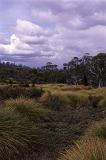 button grass and gumtrees, tasmanian wilderness