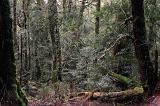 atmospeheric green woodland grade with moss and lichen covered trees